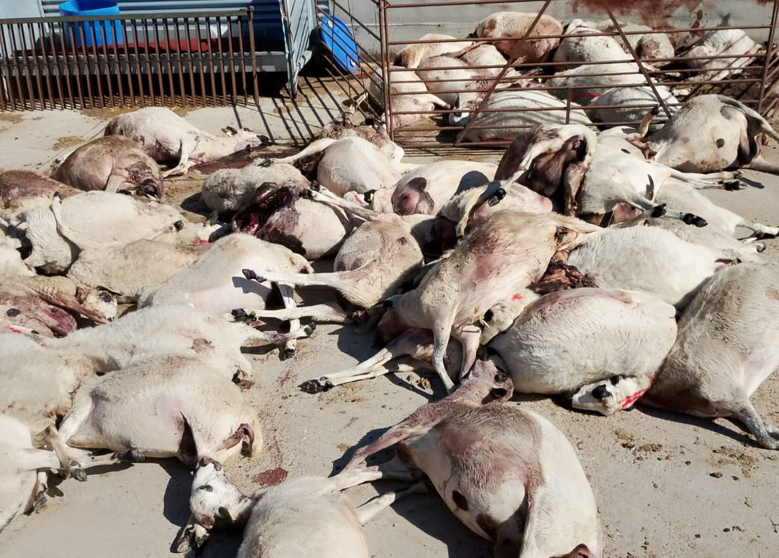 Ataque de lobos en Zamora