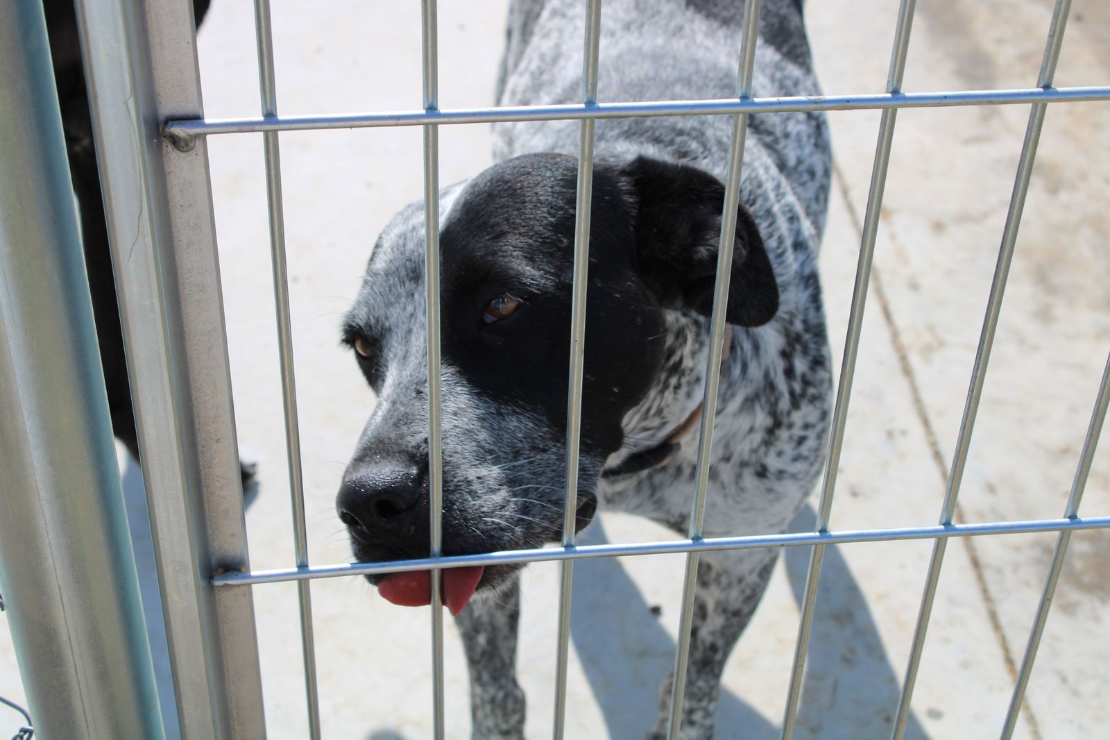 refugio-de-animales-del-ayuntamiento-de-salamanca-40