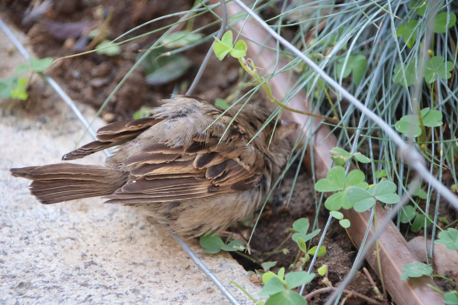 Entrevista Jaime Laso, técnico ayto para el reportaje de los polinizadores