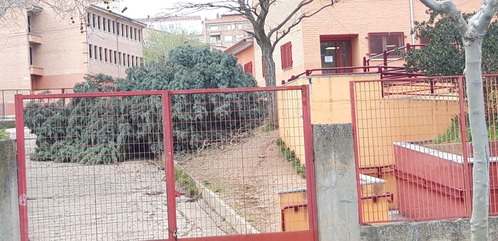 Arbol candelaria viento