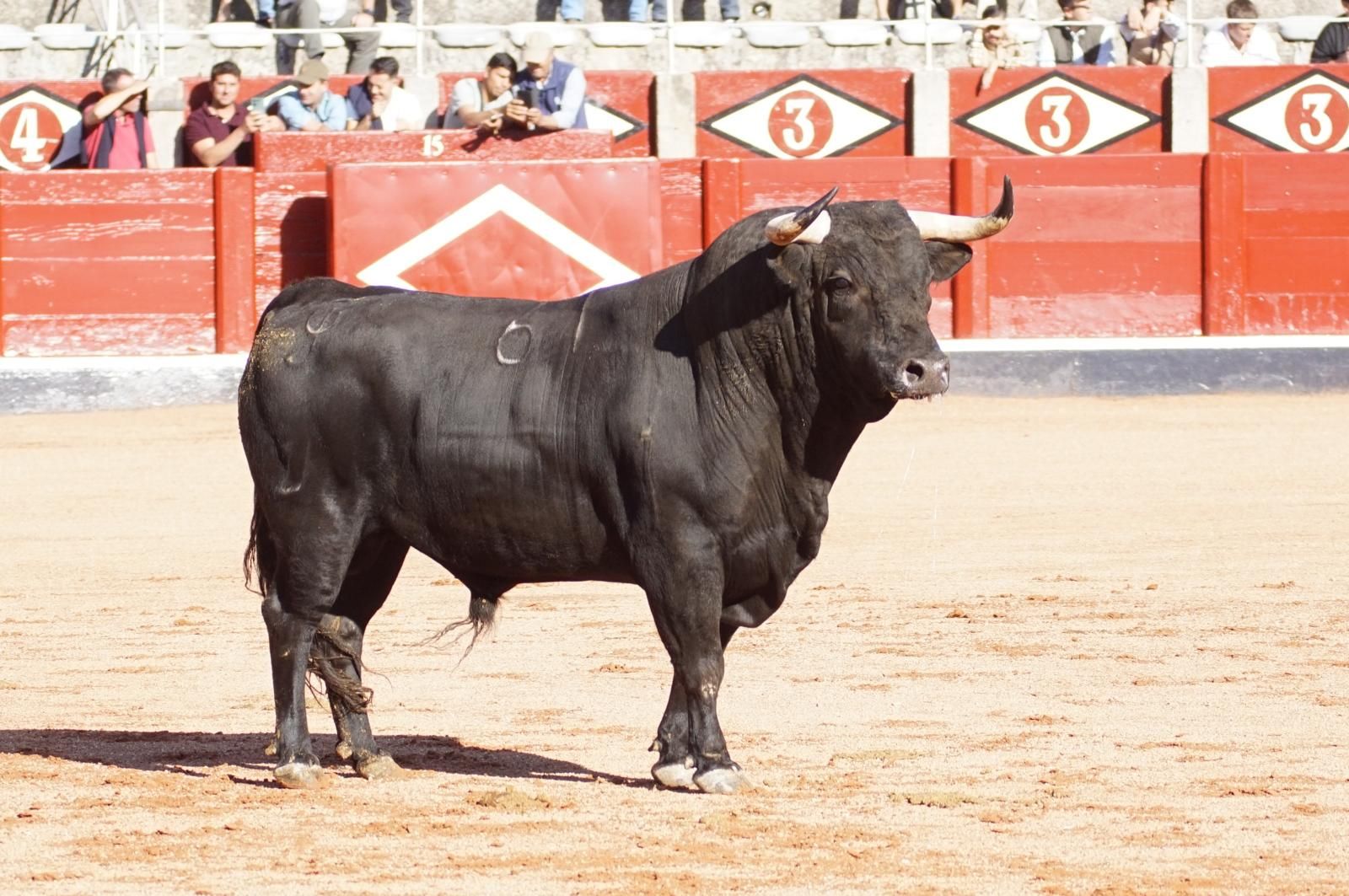 Tradicional Desenjaule en la Plaza de Toros La Glorieta