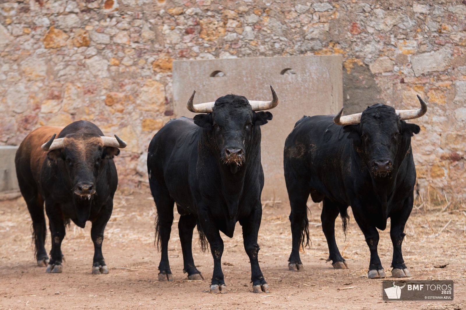 Primer sorteo para las figuras en Salamanca: toros de Garcigrande para De Justo, Ortega y Roca Rey