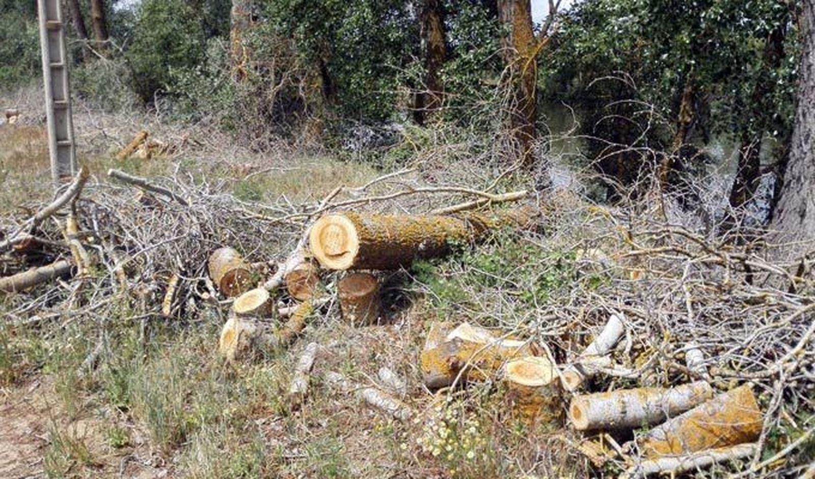 Denuncian destrozos en el bosque de ribera hacia el barrio de Carrascal