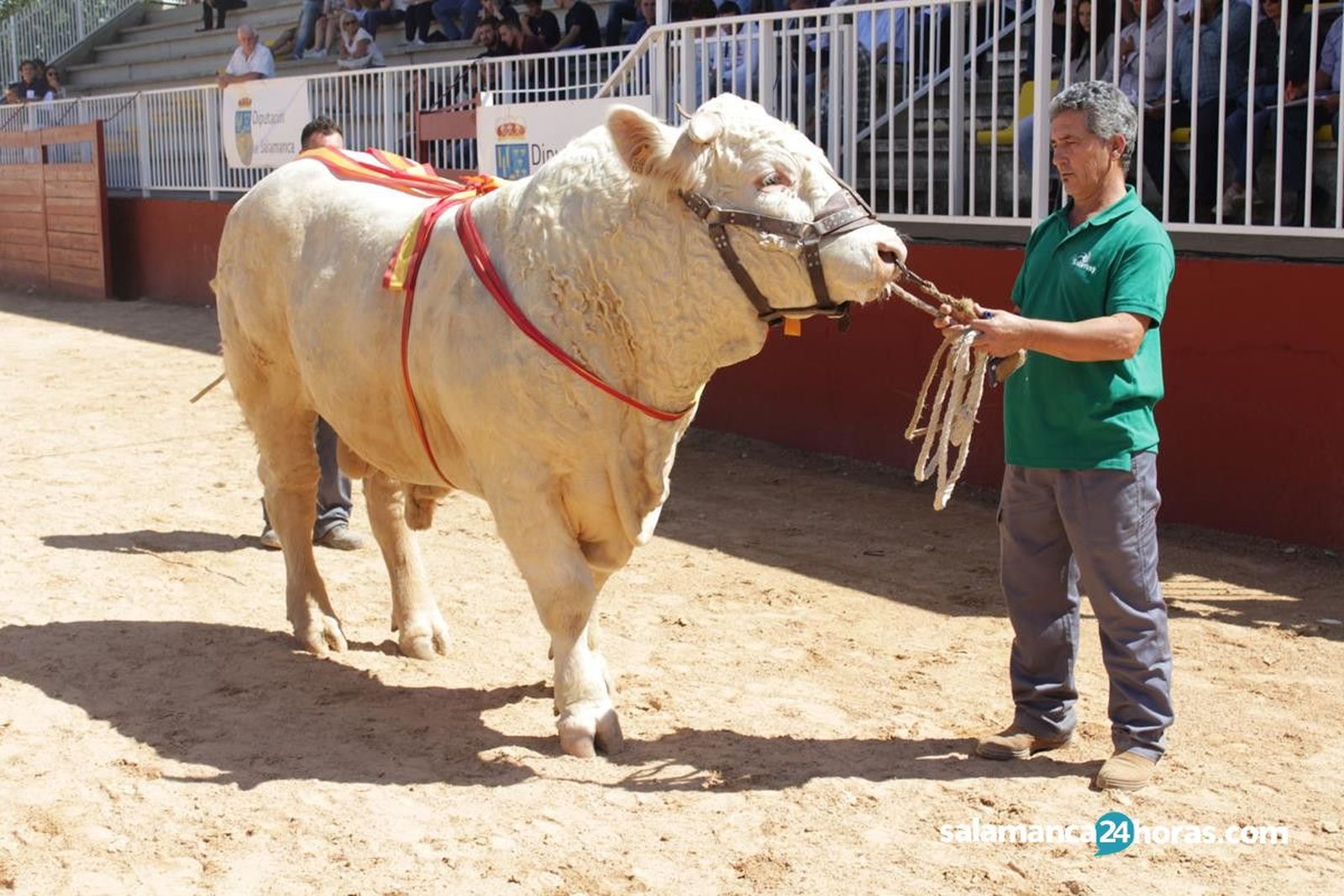 Subasta de ganado Salamaq 2018 (95)