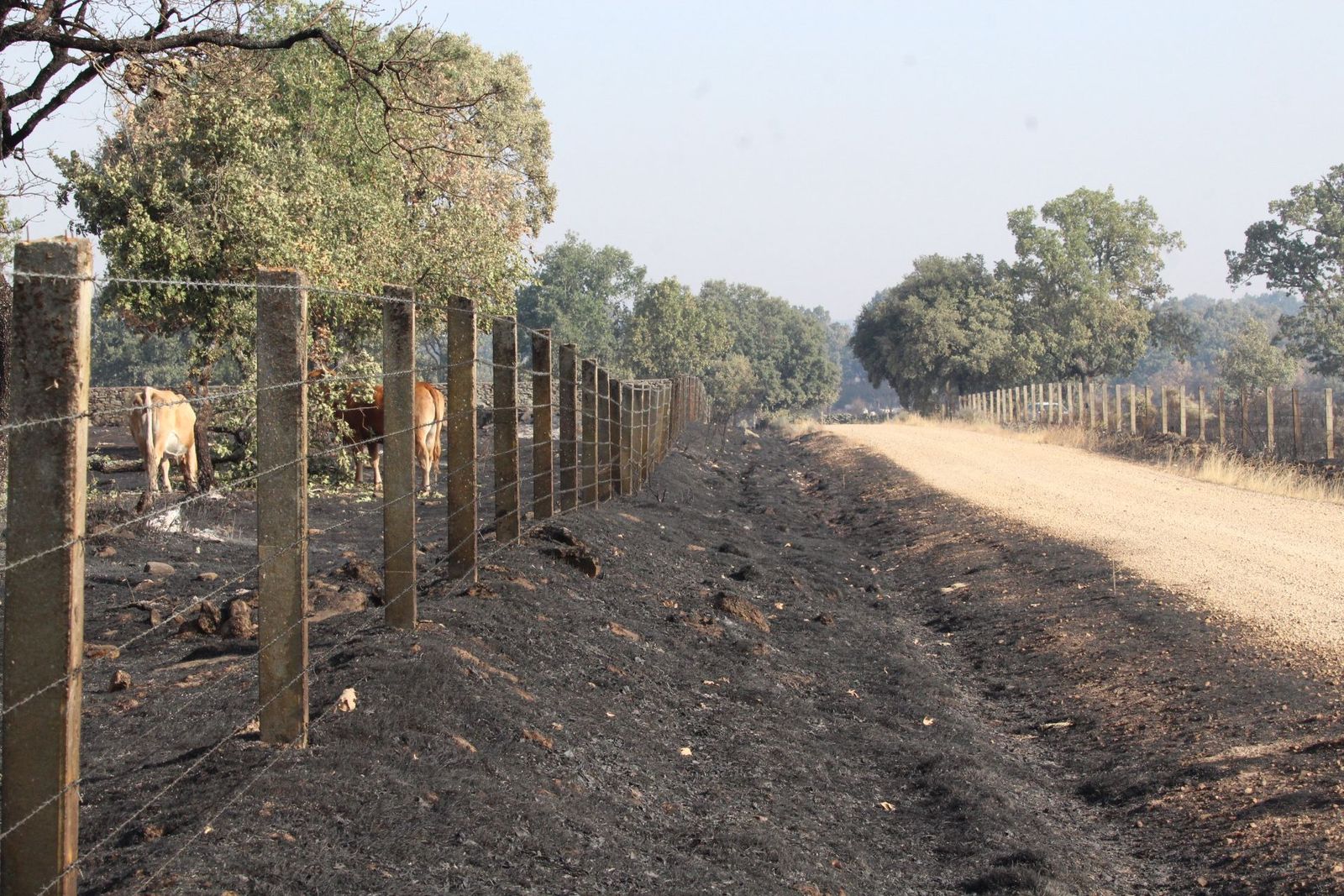 Así han quedado las zonas quemadas durante el incendio de Cipérez