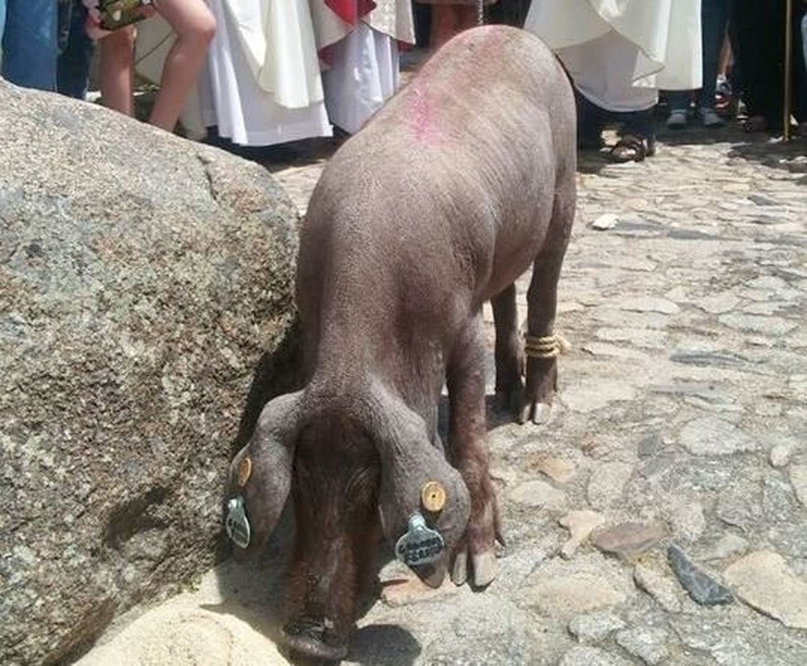 El marrano de San Antón