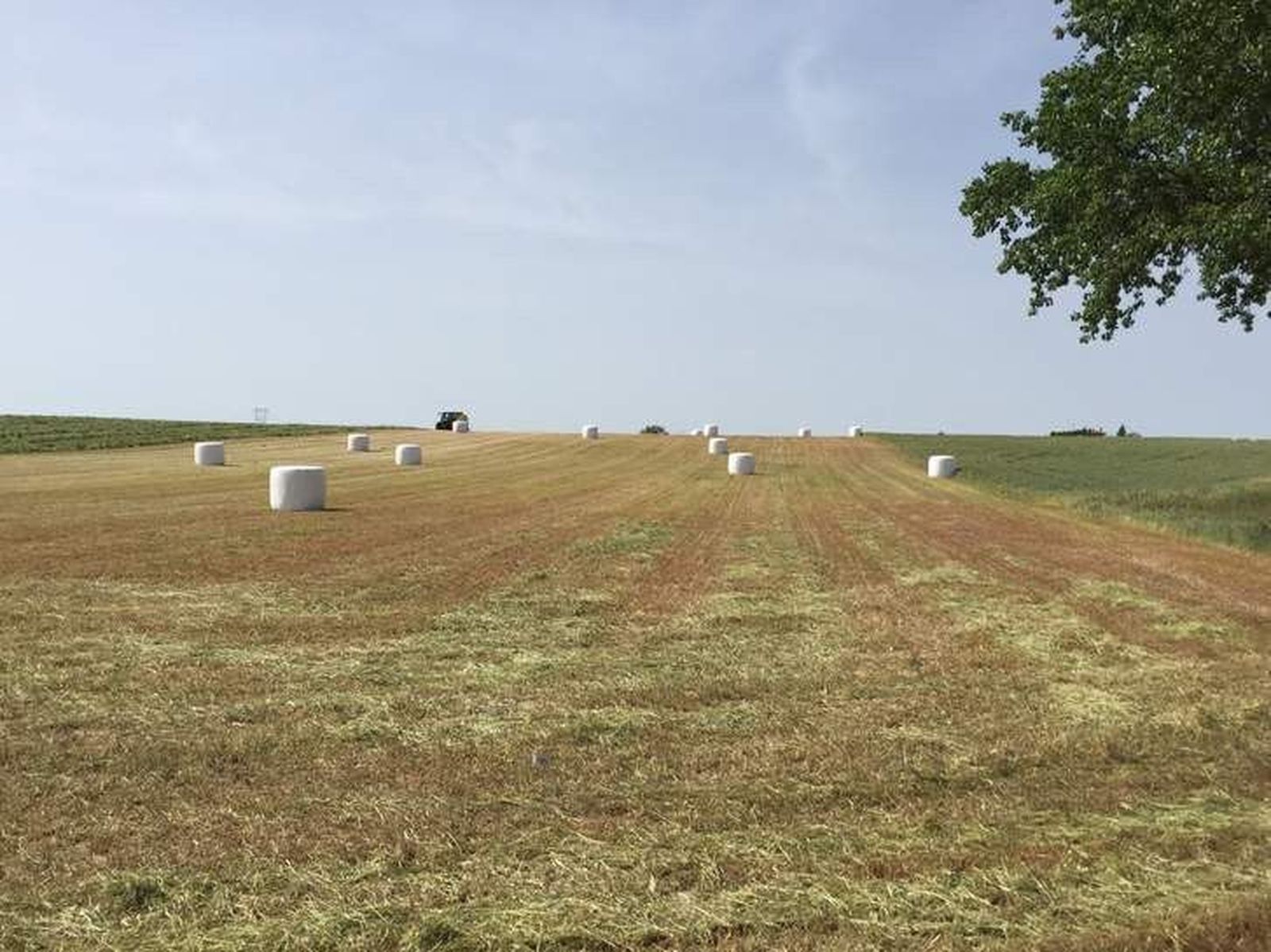 Financiación ventajosa para agricultores, ganaderos y pymes del campo a través de Iberaval y las cajas rurales