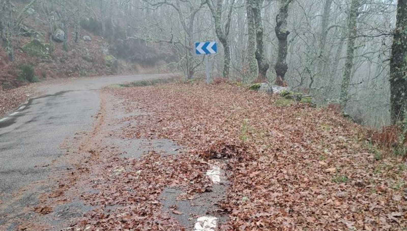 Carretera llena de hojas