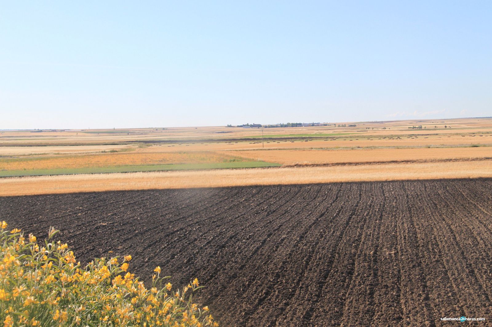 Cereales cosecha junio 2020 RMFIMG 7456