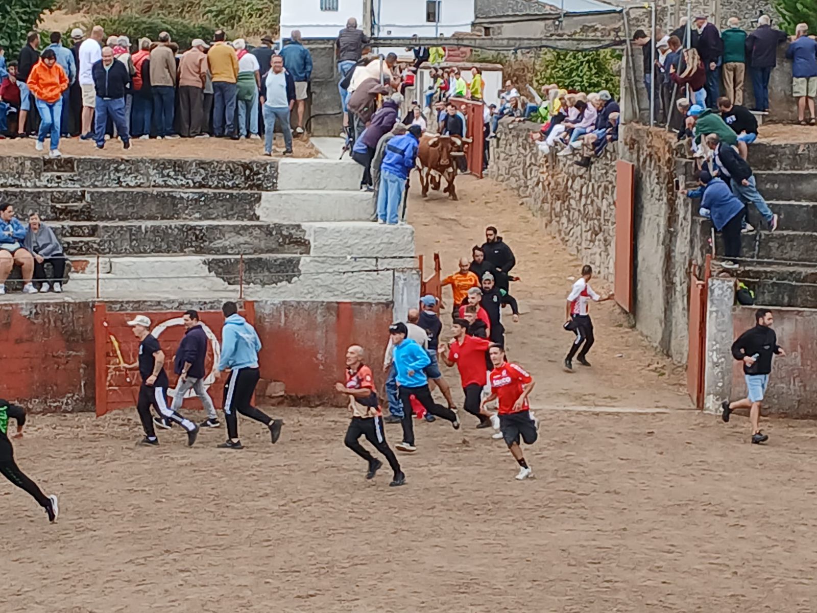 Segundo encierro con novillos de Valdeflores en Pereña de la Ribera