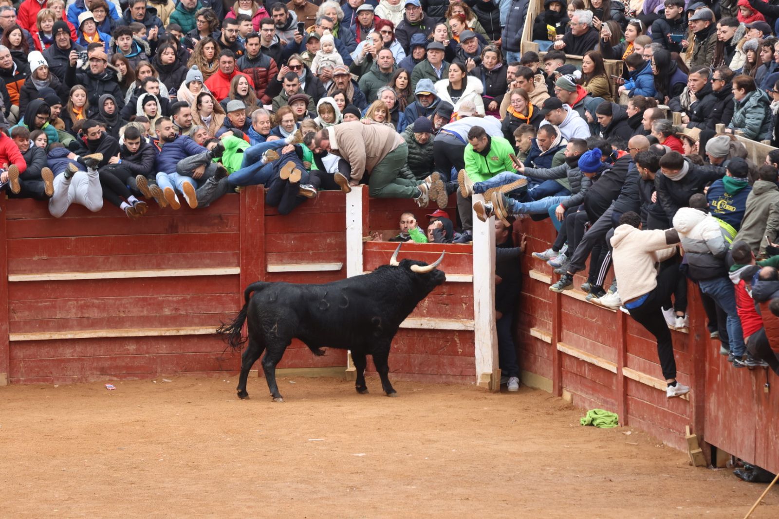 Capea de domingo en el Carnaval del Toro 2026 de Ciudad Rodrigo