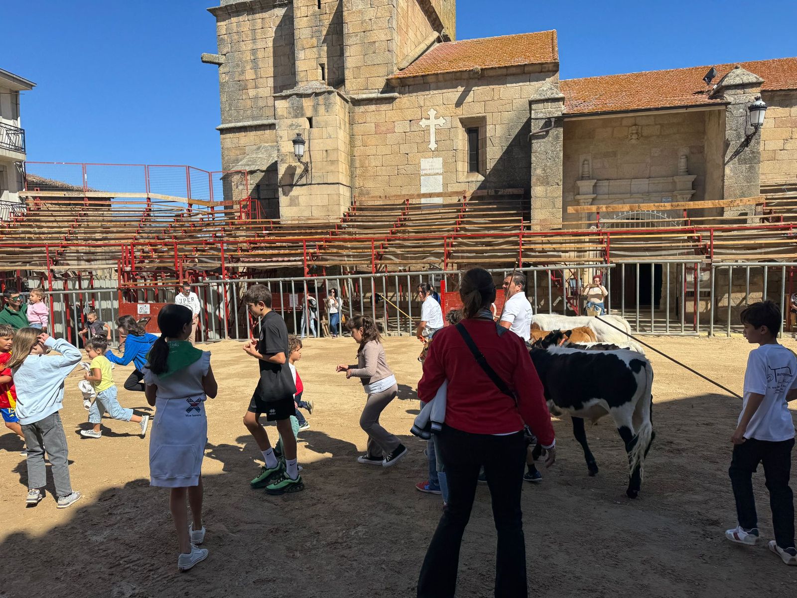 Encierro de mini bueyes en el último día de fiestas en Aldeadávila de la Ribera