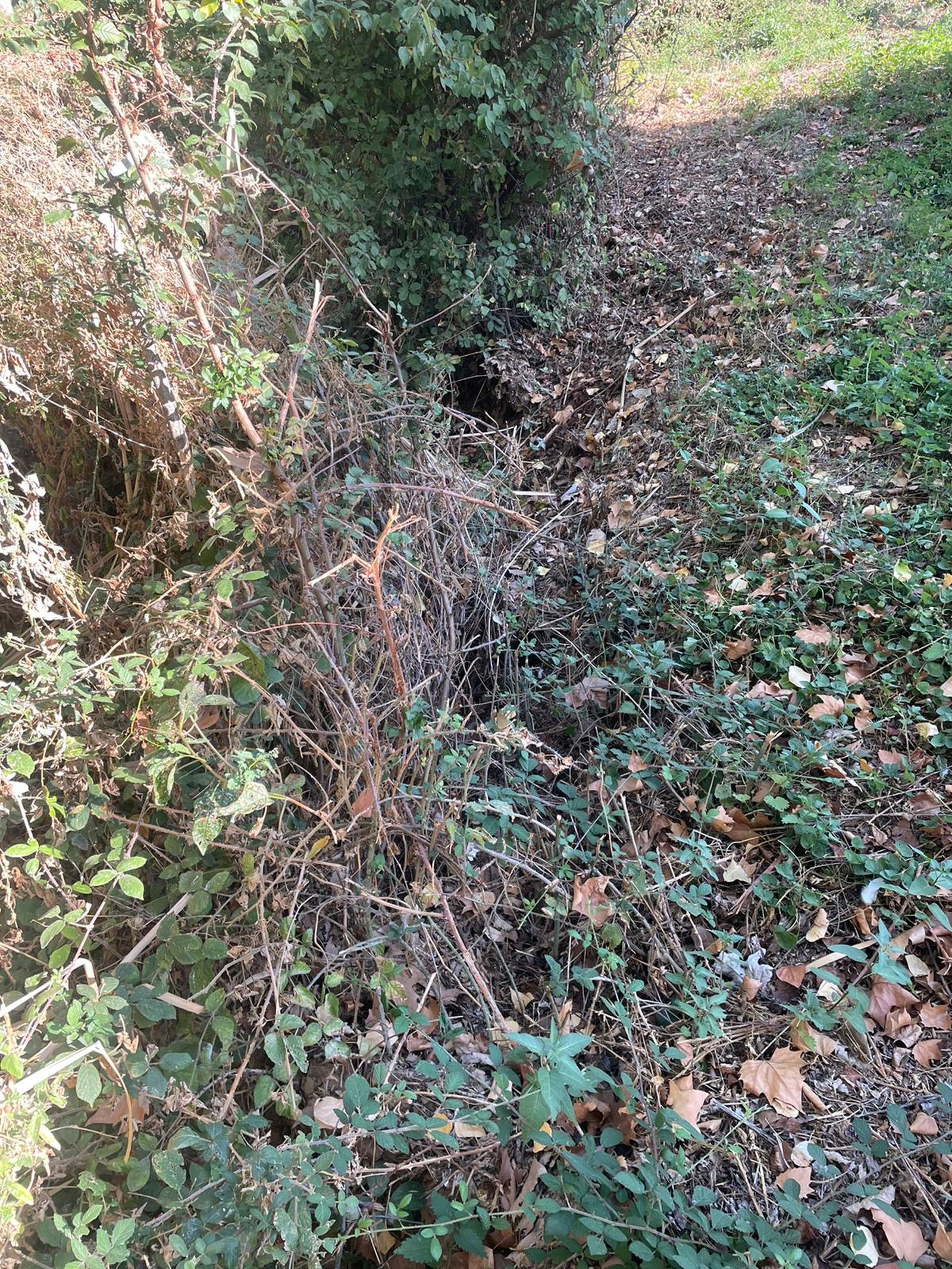 denuncian-el-estado-del-regato-situado-en-el-parque-lazarillo-de-tormes-de-tejares-12