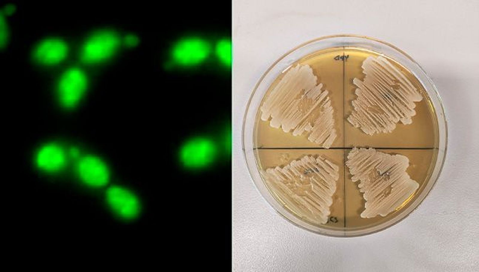 Cepa de estudio C. albicans en placa