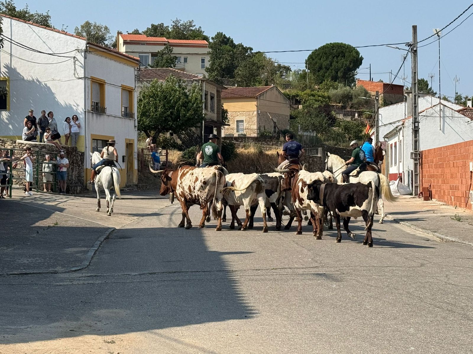Encierro de bueyes en Aldeadávila de la Ribera para enseñarles el camino para los encierros en sus fiestas 2025