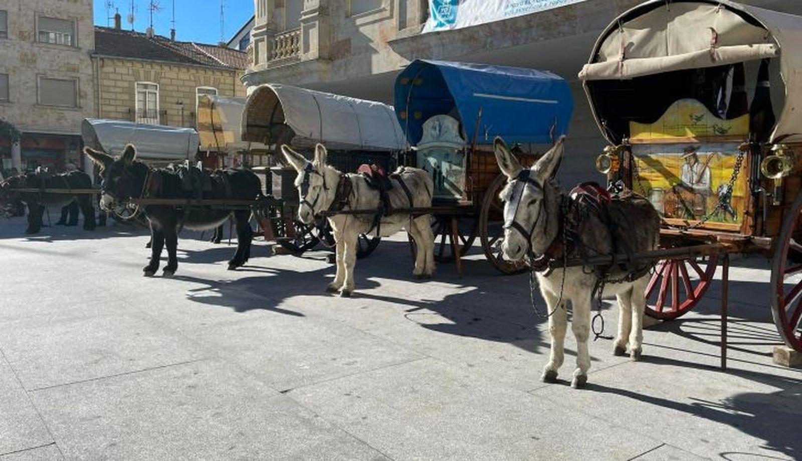 Carros arrieros en la Plaza Mayor de Guijuelo | Ayuntamiento de Guijuelo