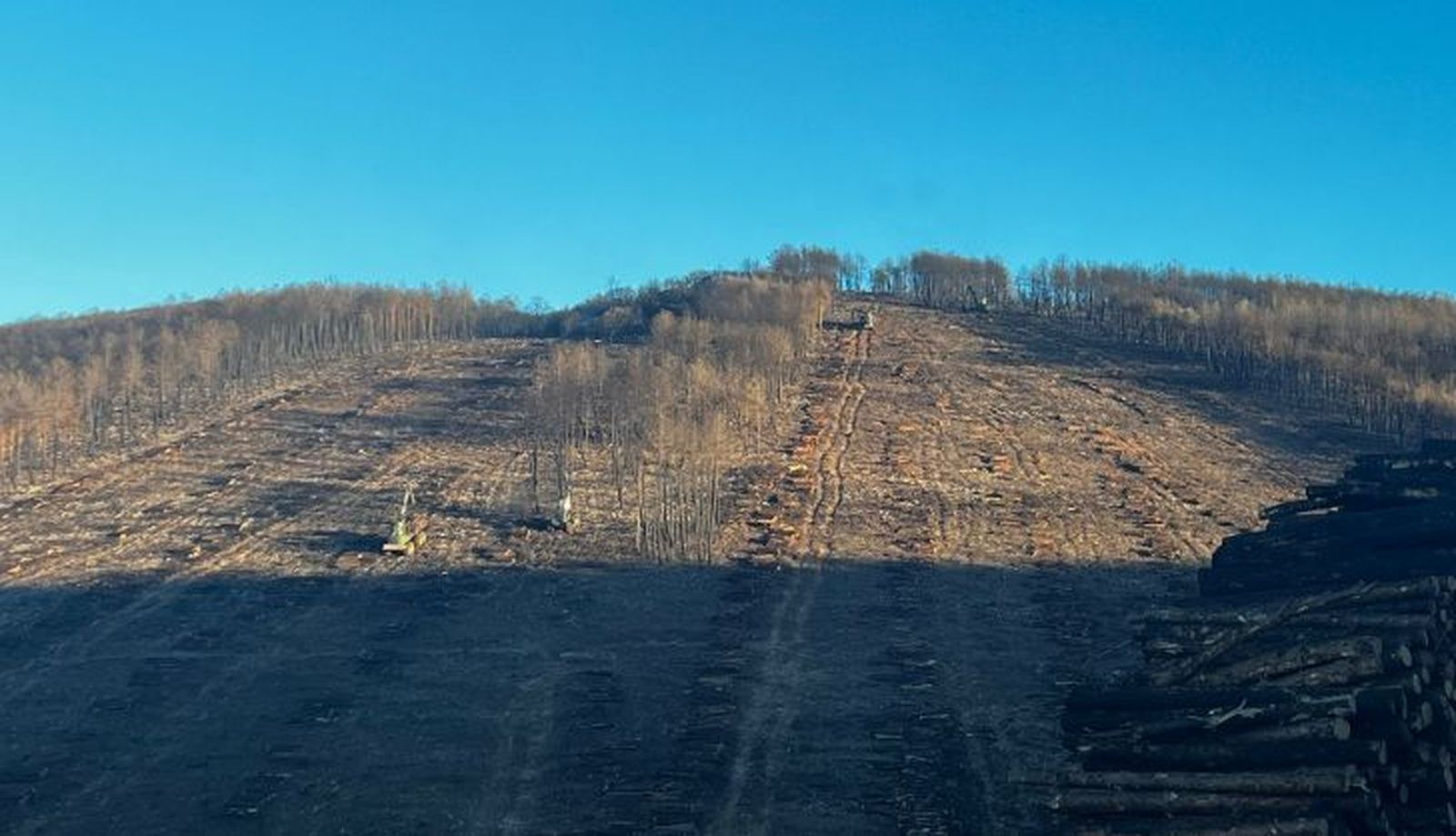 Imagen de los trabajos de la saca de madera en la zona afectada