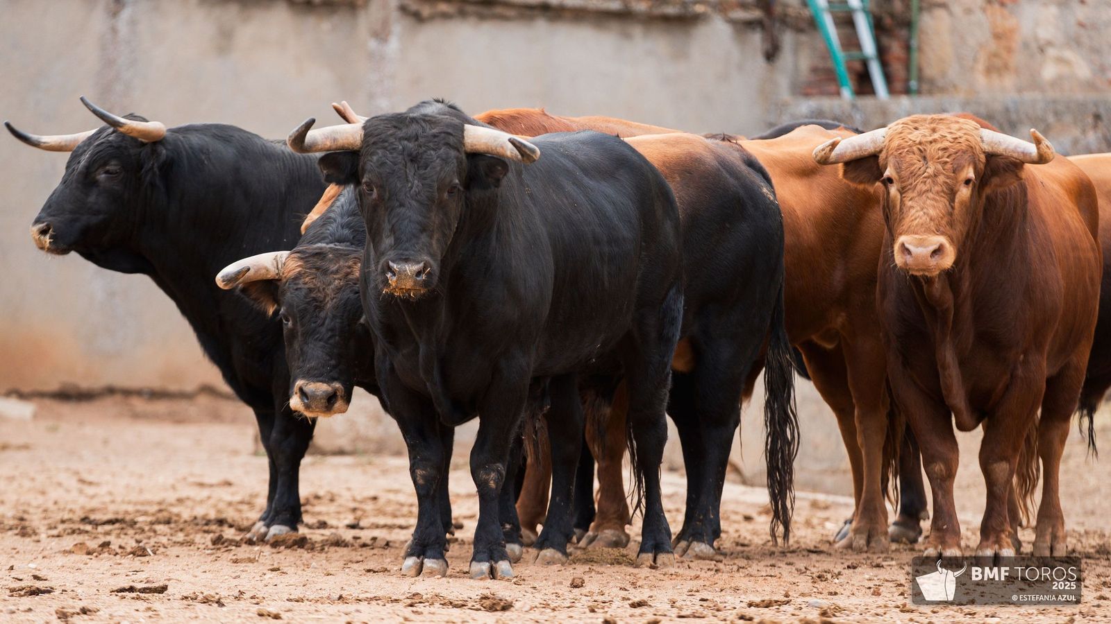 Sorteados los novillos de Montalvo para Raquel Martín y Olga Casado en el primer festejo de la feria en La Glorieta