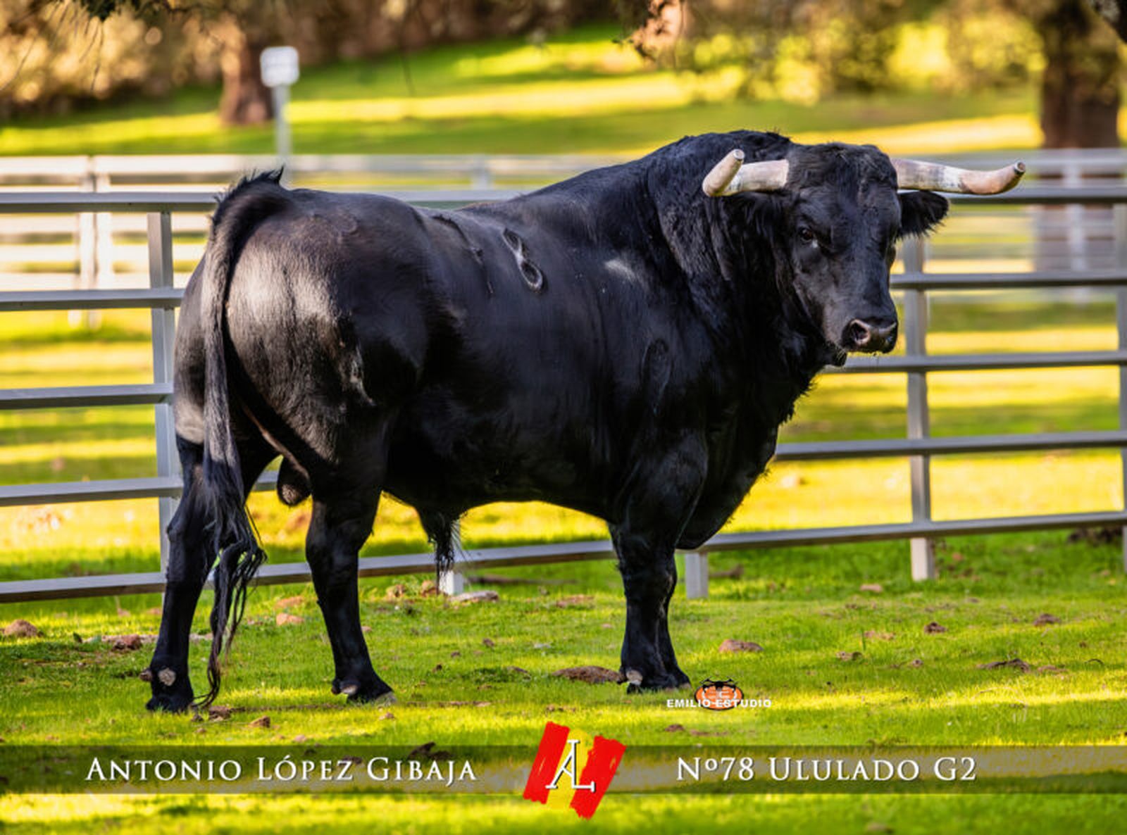 Toros Carnaval del Toro 2026