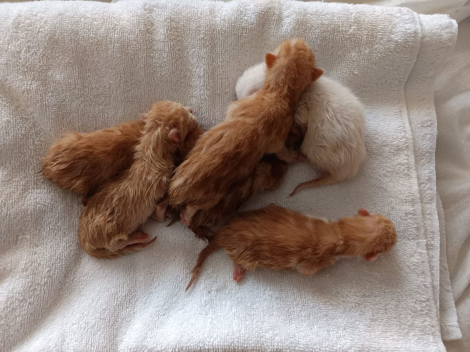 Gatitos rescatados en Castellanos de Moriscos. Foto: Castegatos