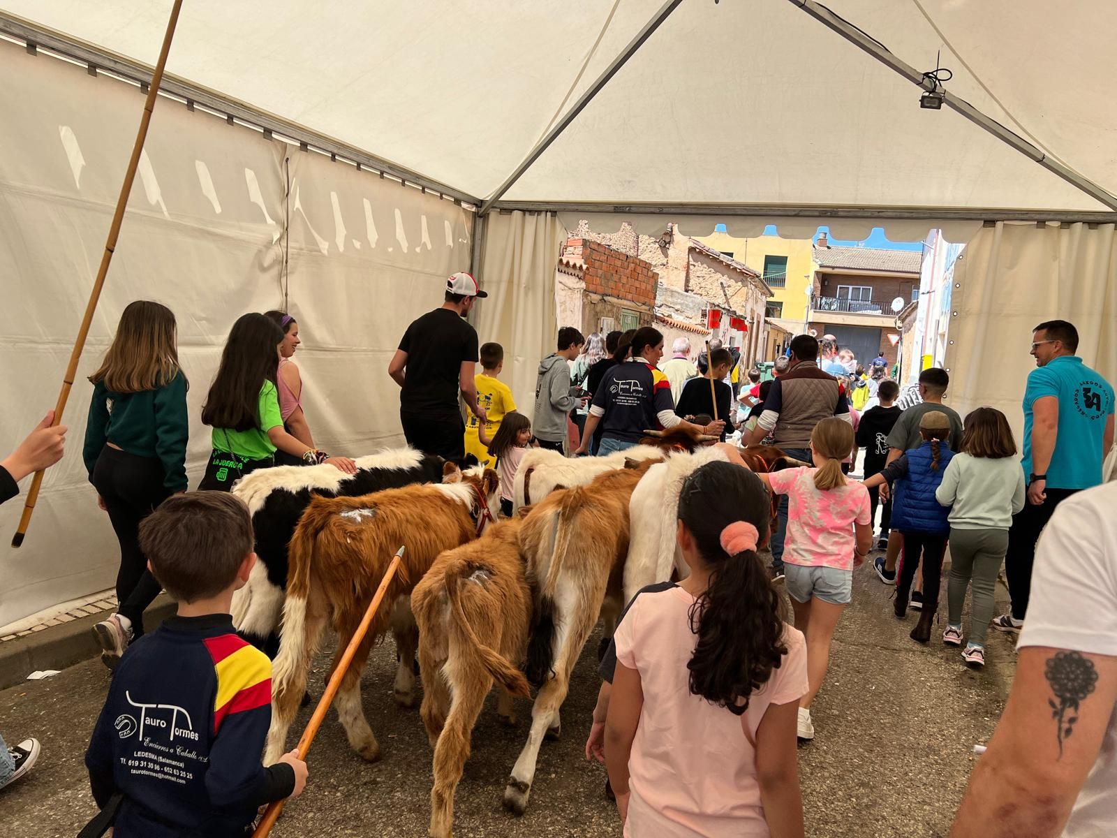 mini-bueyes-en-elas-fiestas-de-doninos-2025-18