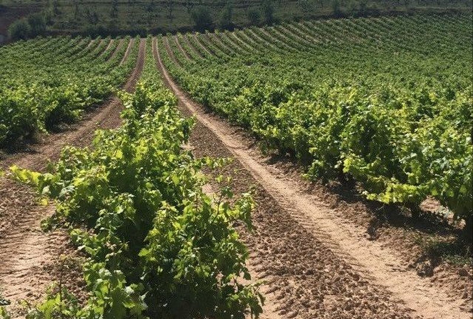 Viñedos. Foto de archivo