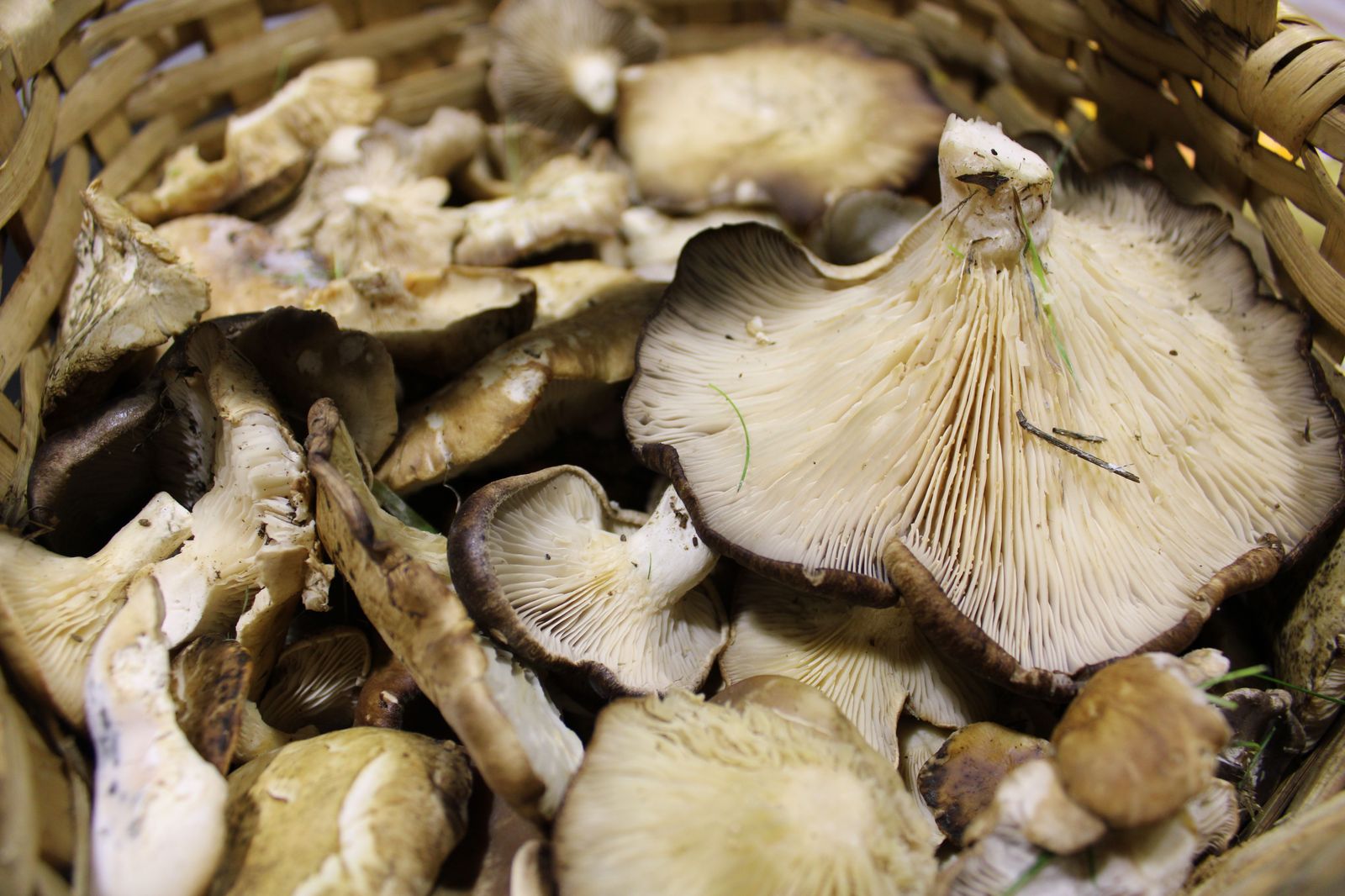 Recolección de setas. Foto de archivo