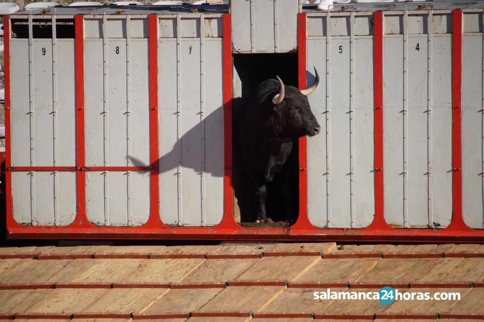 Toros de Adelaida Rodríguez (36)