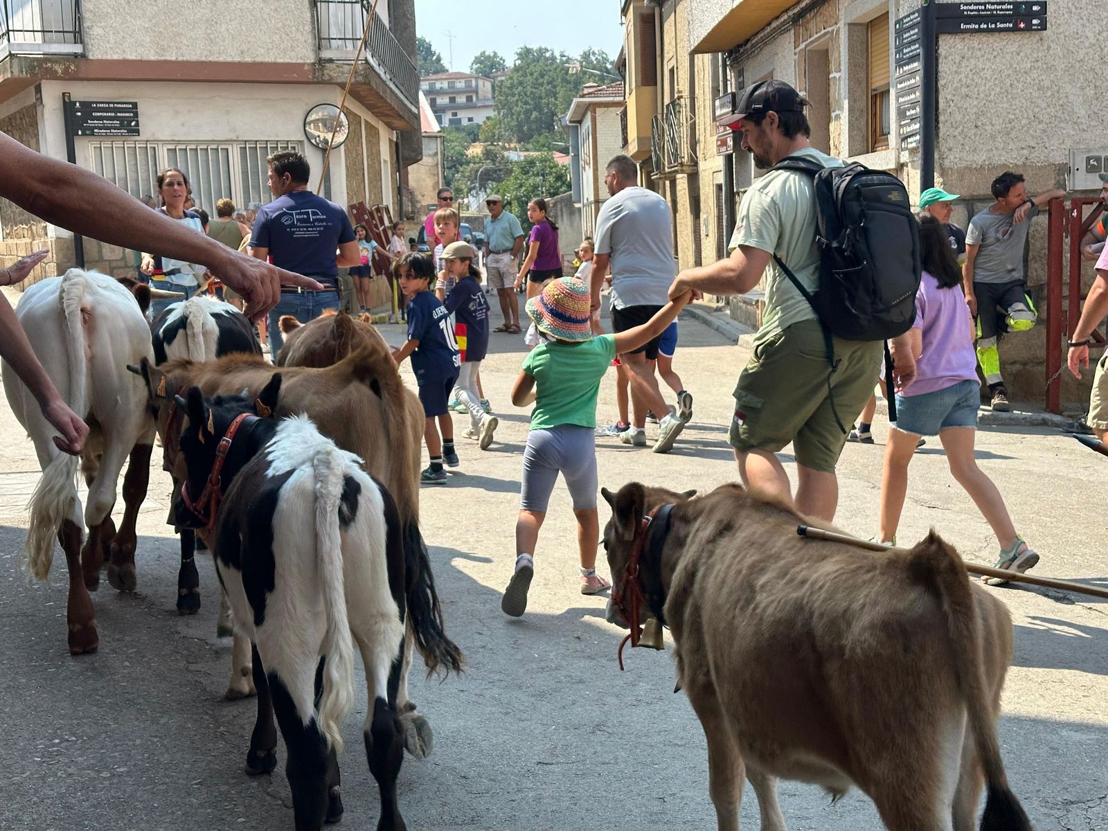 Mini bueyes en Aldeadávila