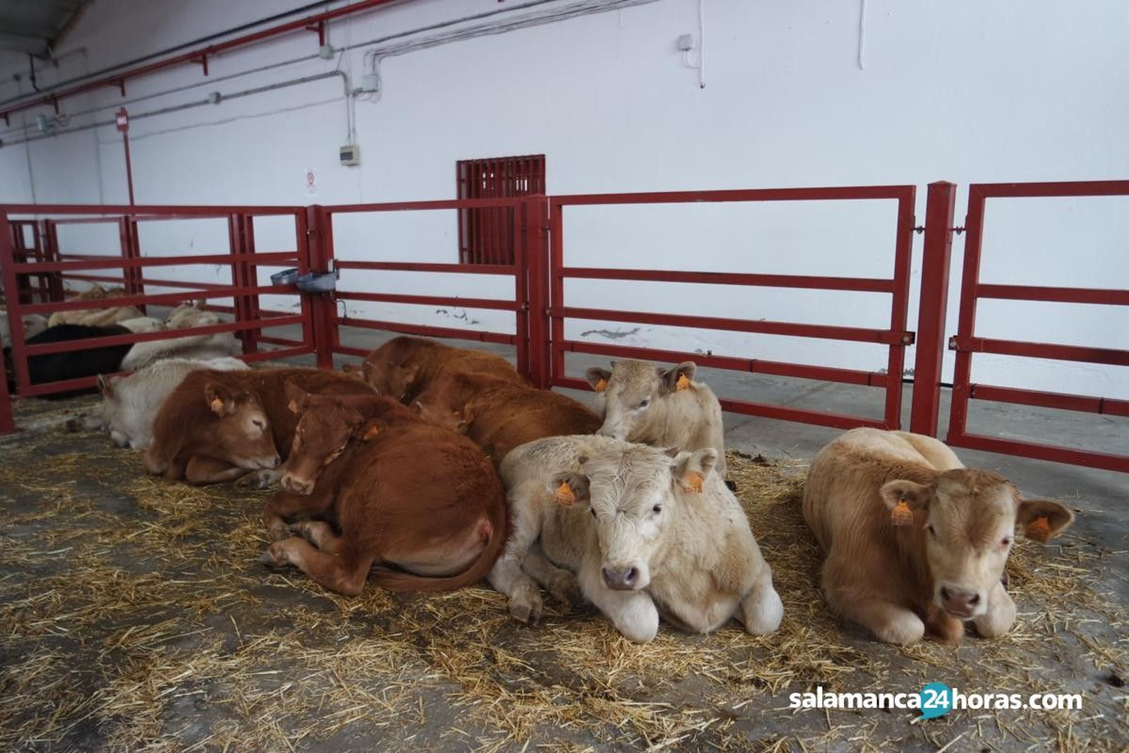 Lonja, vacas, campo, ganado