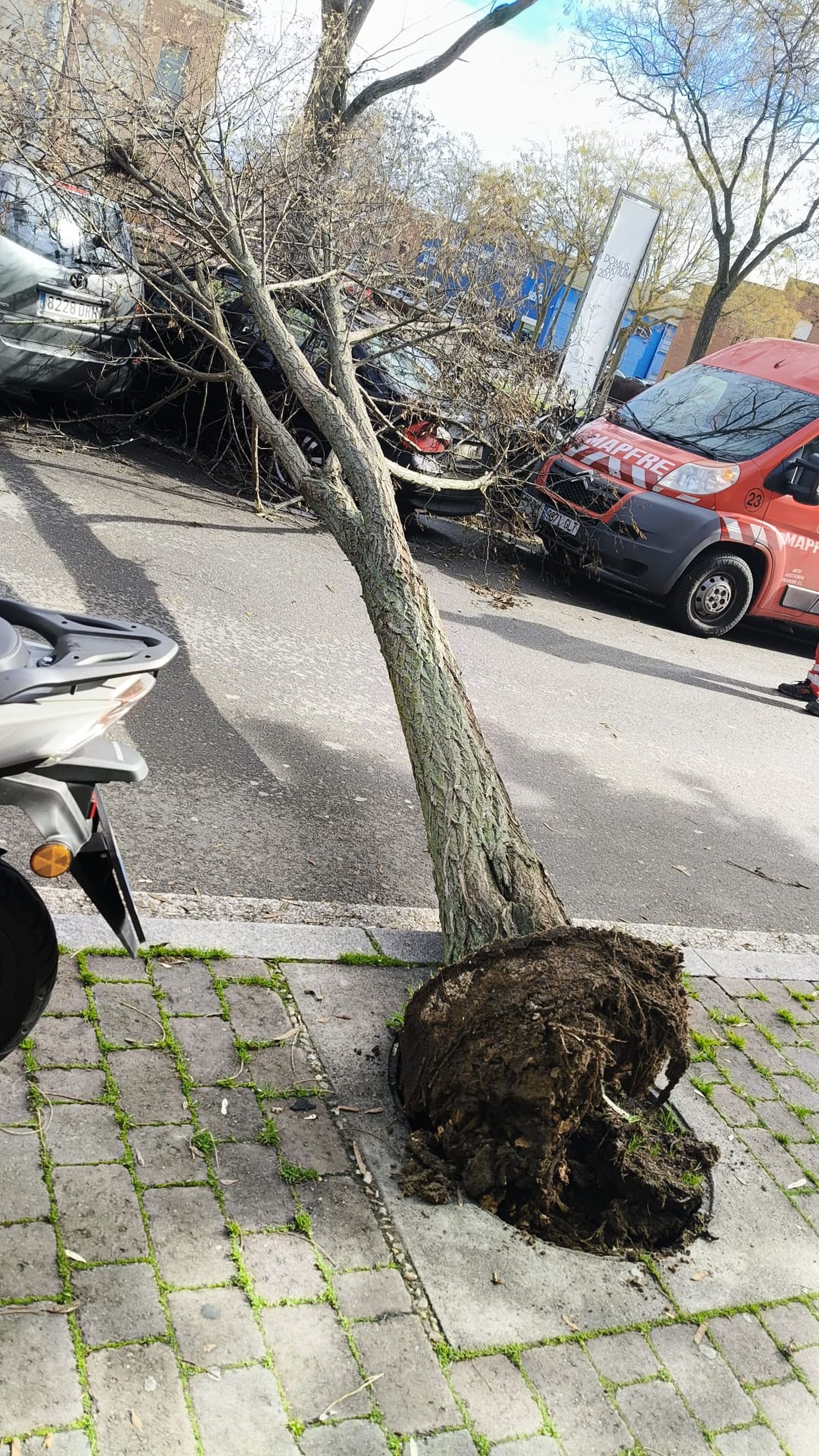 Árbol caído en la avenida de las Artes