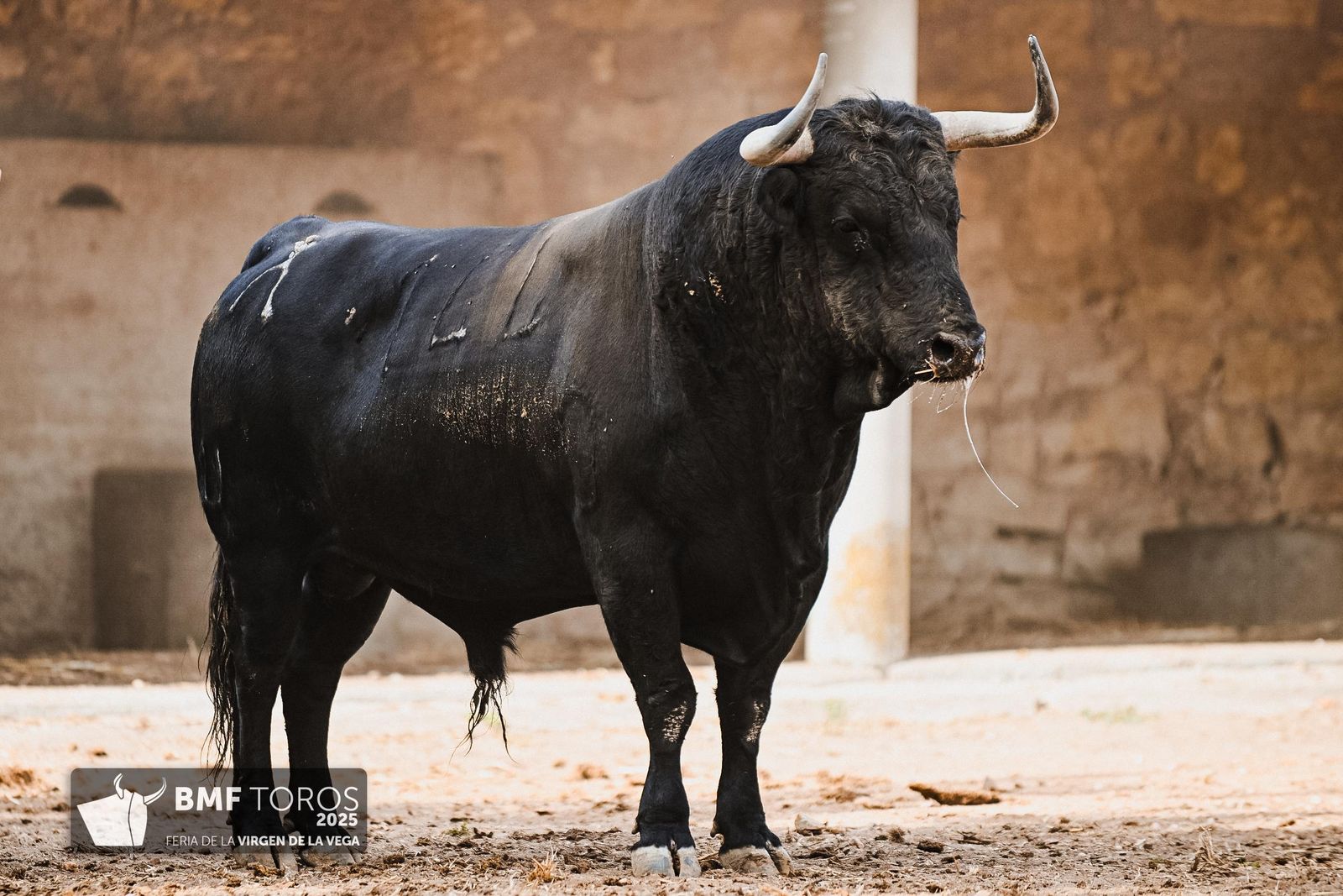 Sorteo de la corrida de Vellosino para Damián Castaño, Diego San Román e Ismael Martín en La Glorieta
