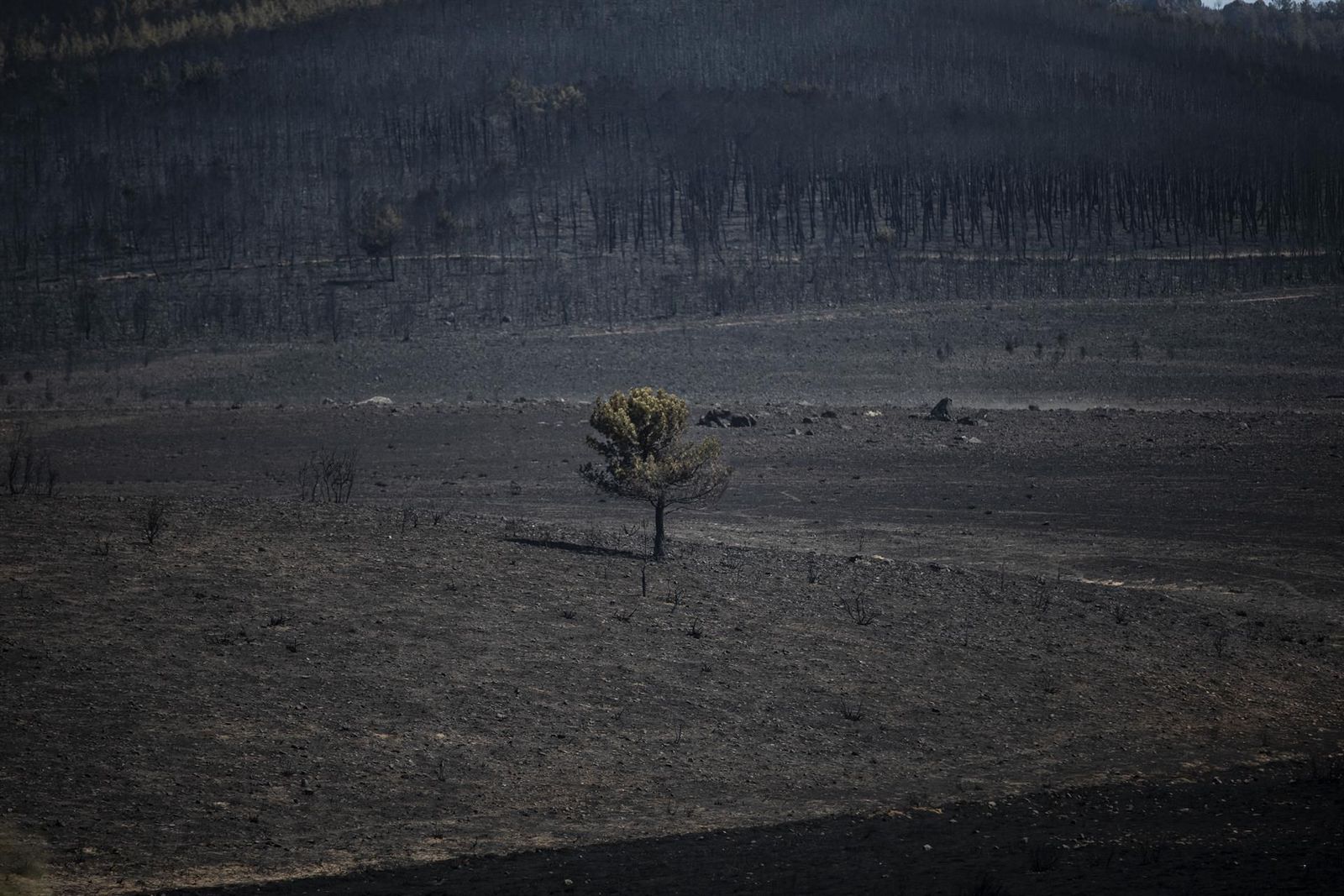 Vista de la zona vegetal afectada por el incendio de Losacio. Europa Press