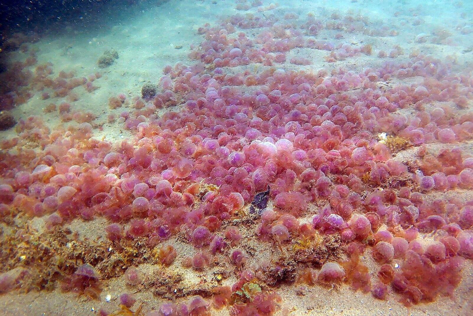 Un estudio de la UMA señala que el seguimiento de los índices atmosféricos podría anticipar la incidencia de medusas en las playas Un estudio de la UMA señala que el seguimiento de los índices atmosféricos podría anticipar la incidencia de medusas en las playas