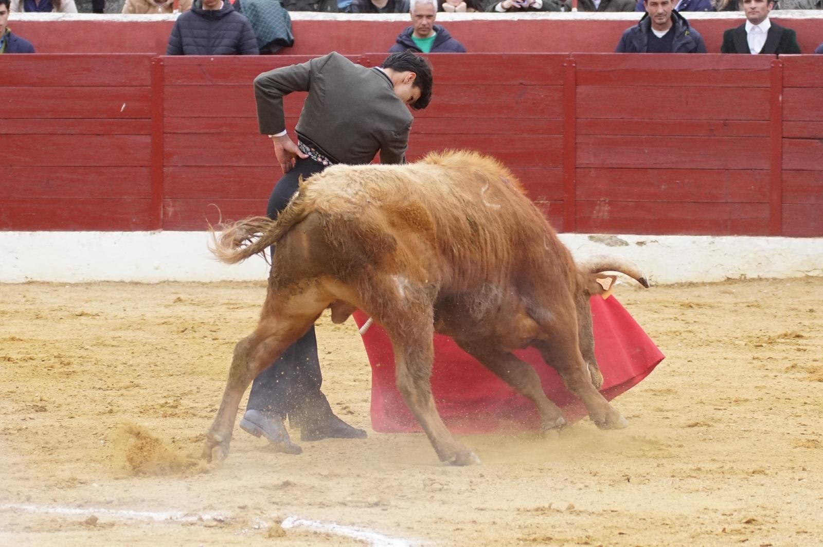 Festival taurino en Villoria