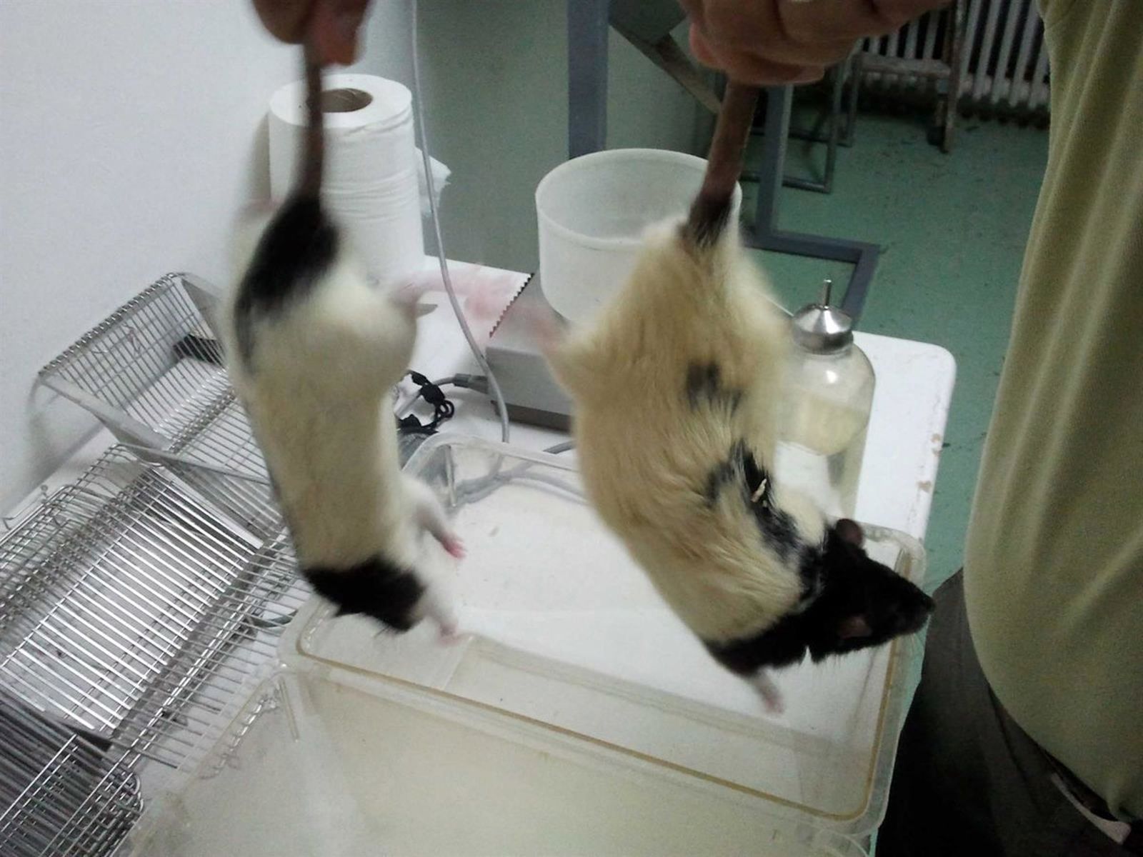 Animales en experimentación