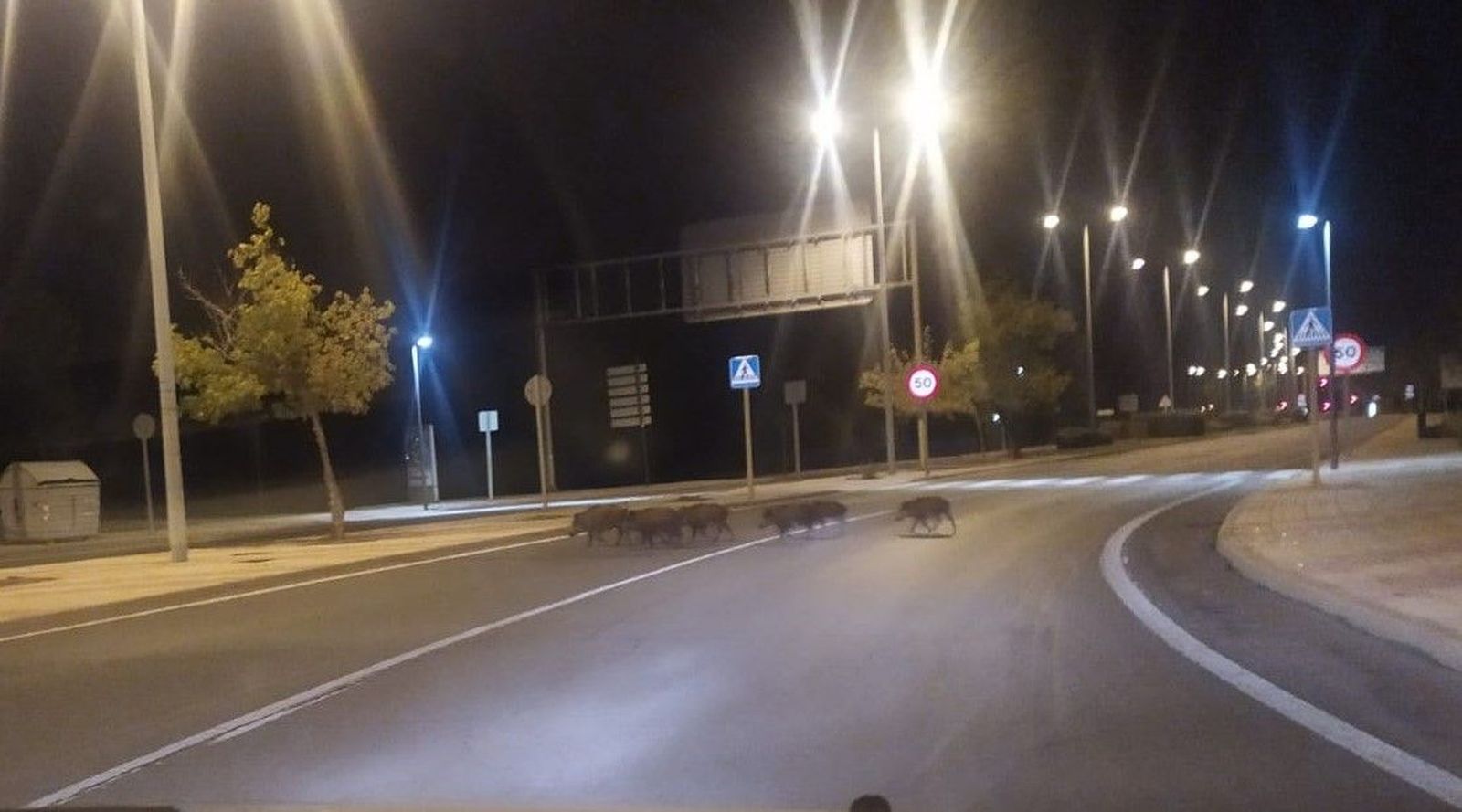 Jabalíes cruzando el paseo del Progreso, junto al Puente Romano