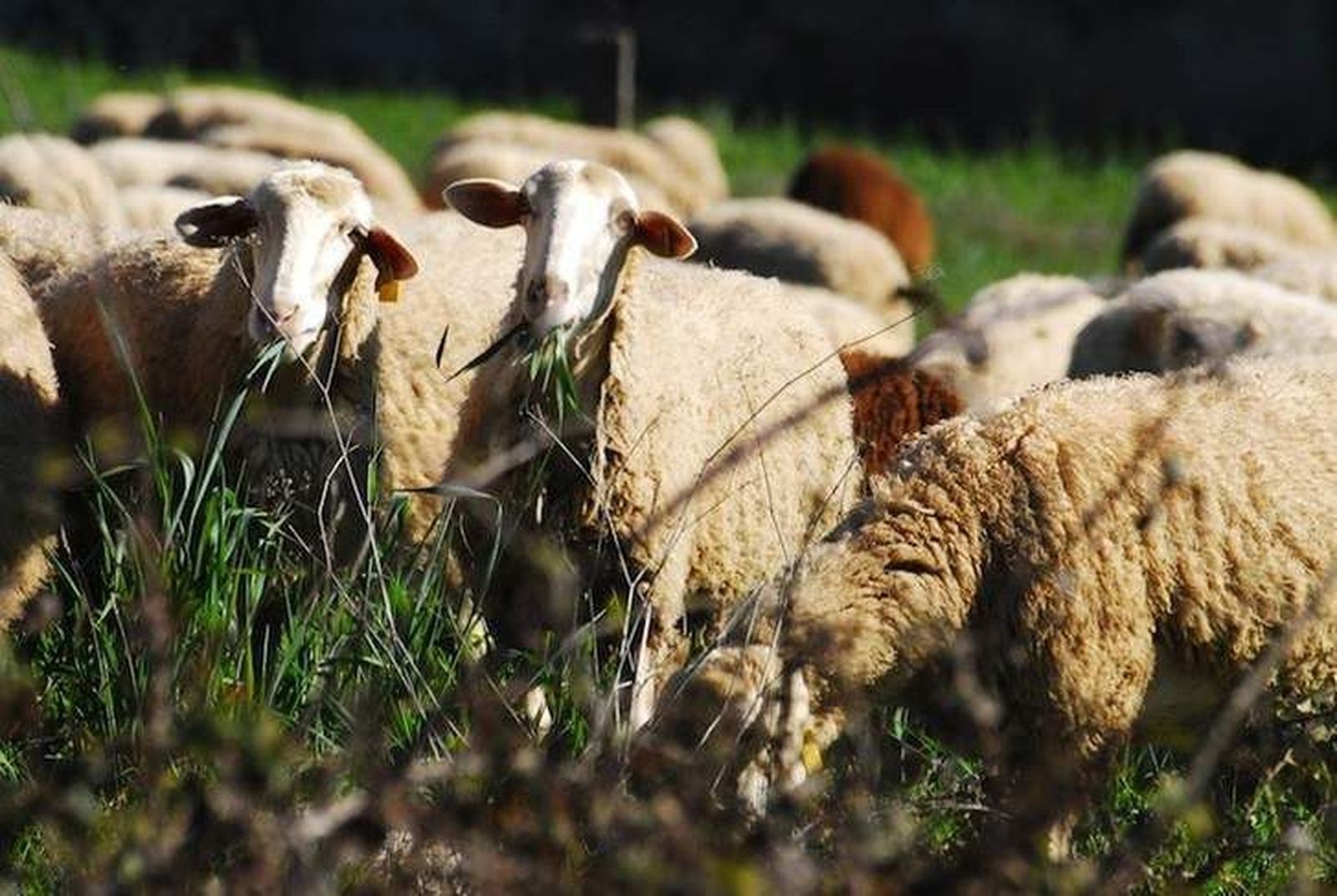 UPA-COAG pide que se muestreen todos los animales sacrificados para descartar falsos positivos