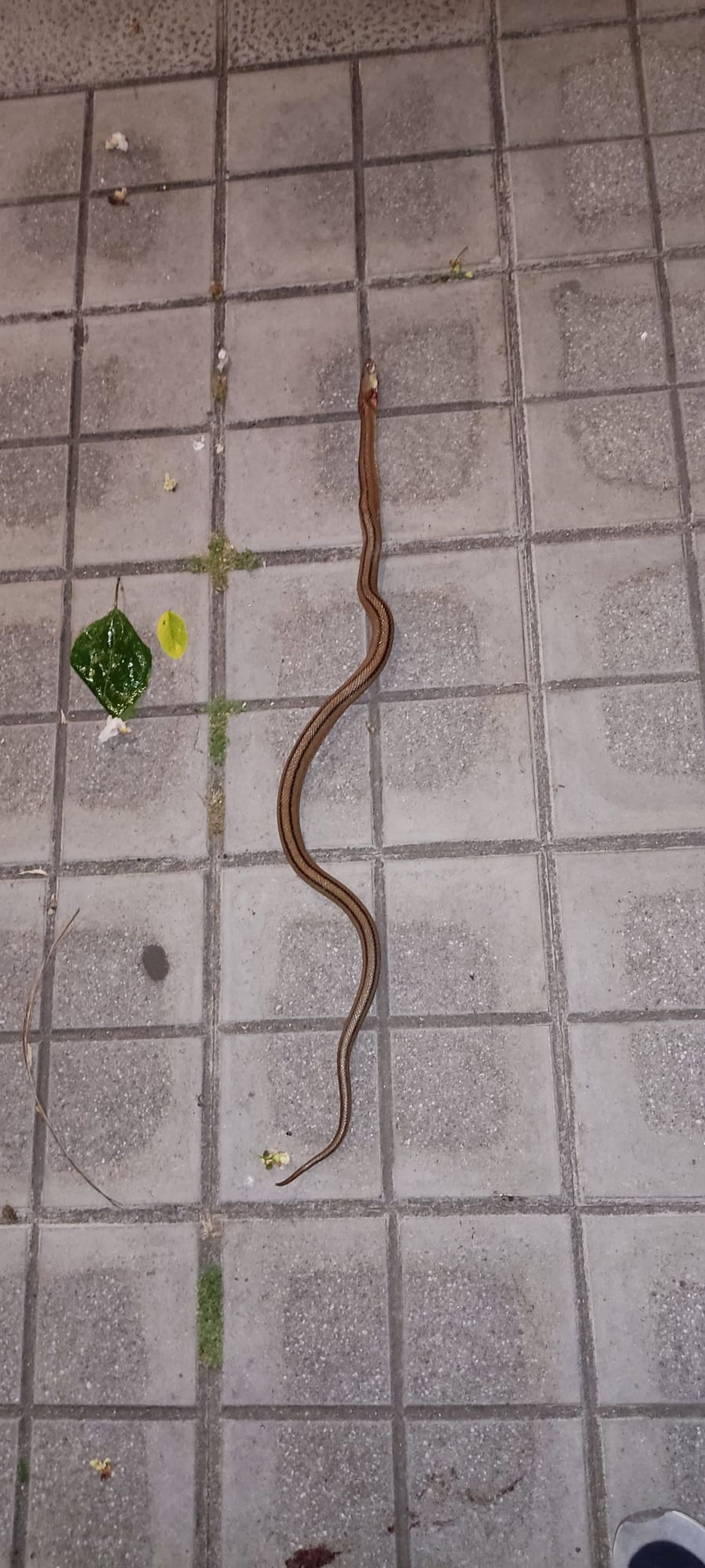 Reptil en zonas peatonales, Huerta de la Vega