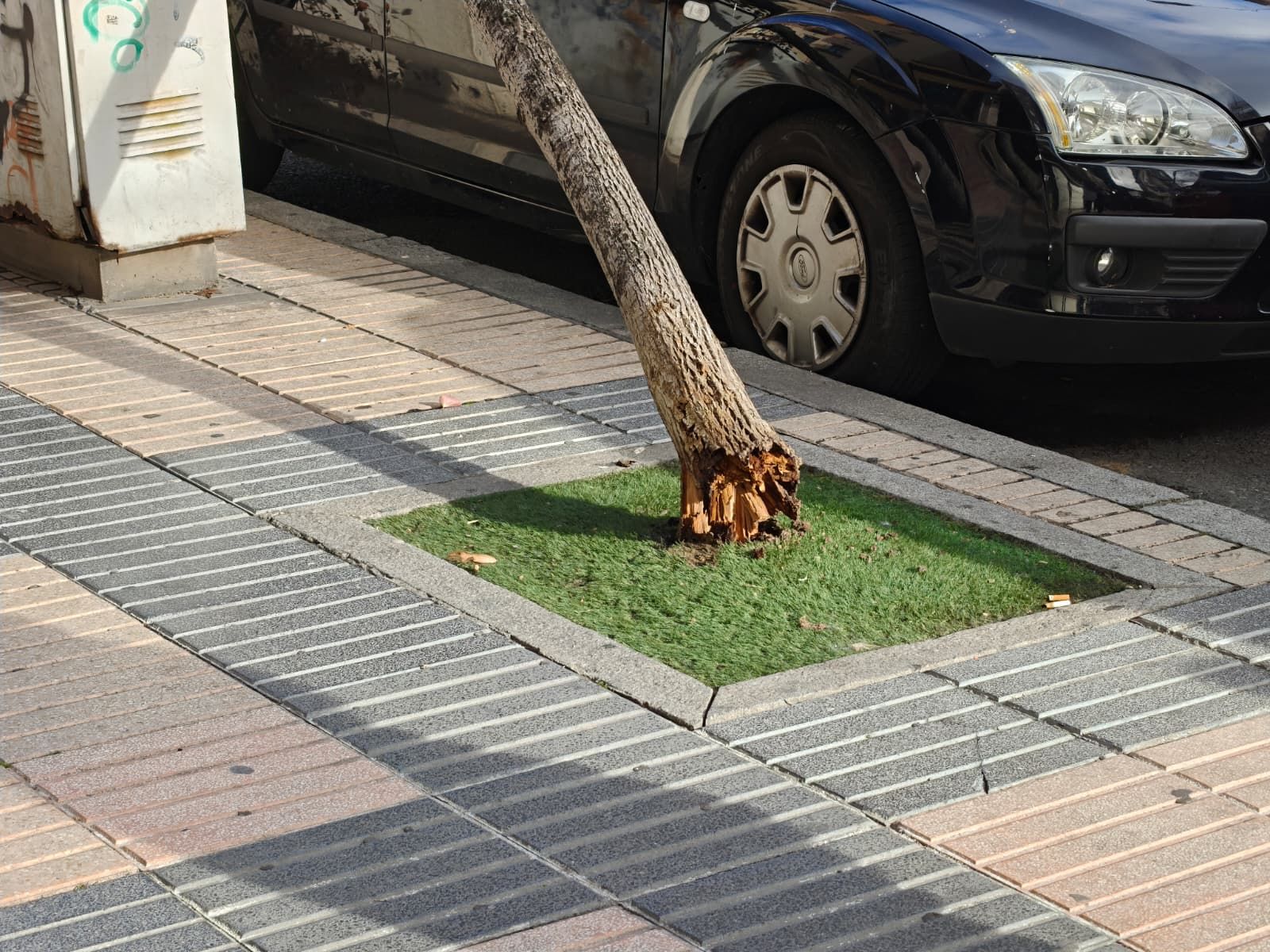 Árbol arrancado en el paseo de la Estación