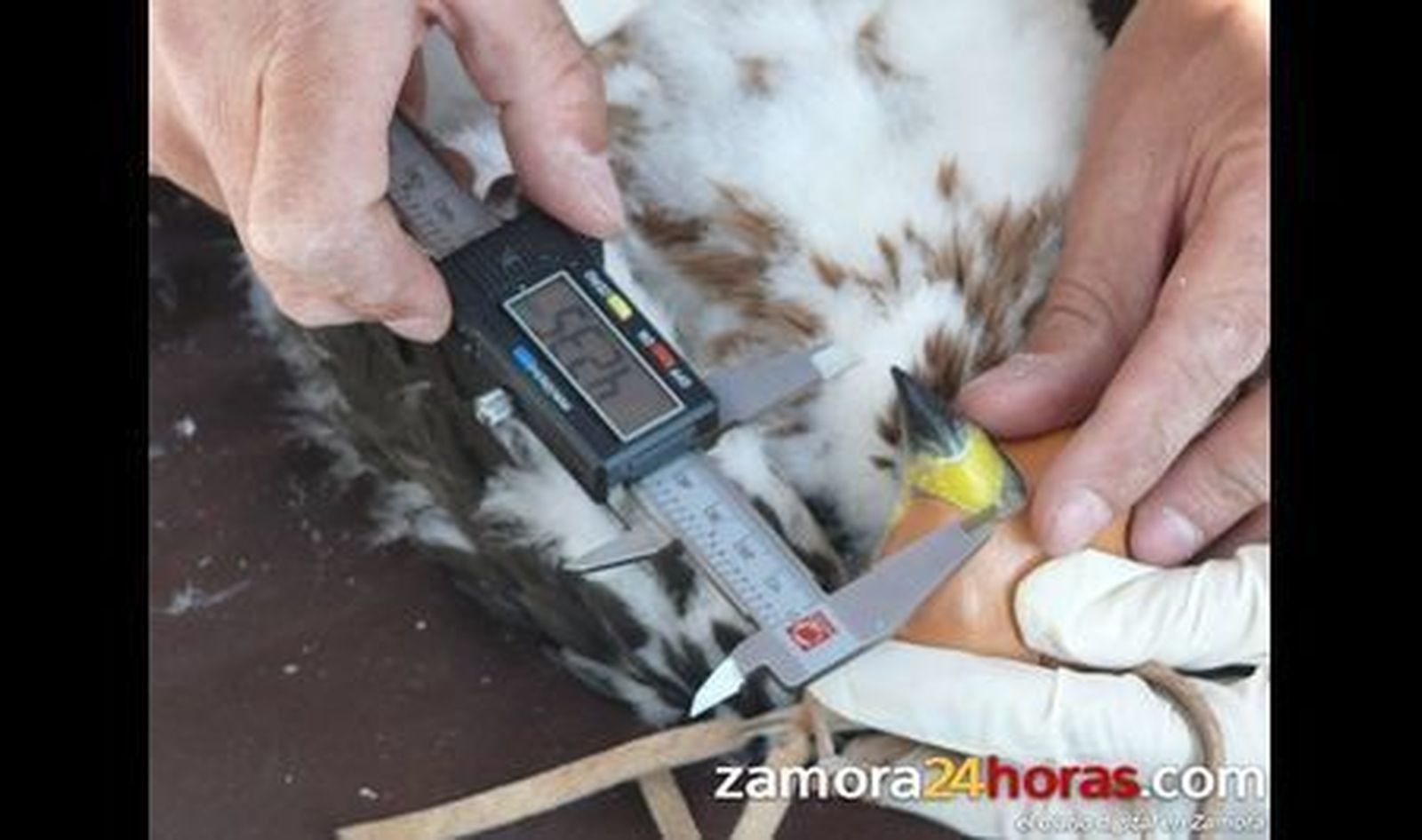 Marcaje águila perdicera