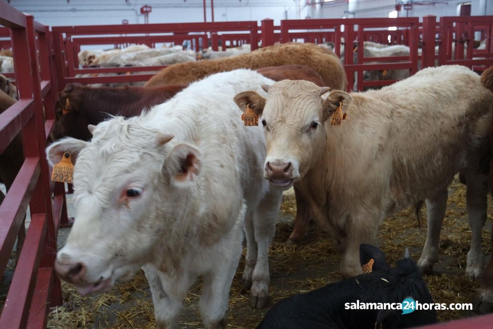 Lonja, vacas, campo, ganado