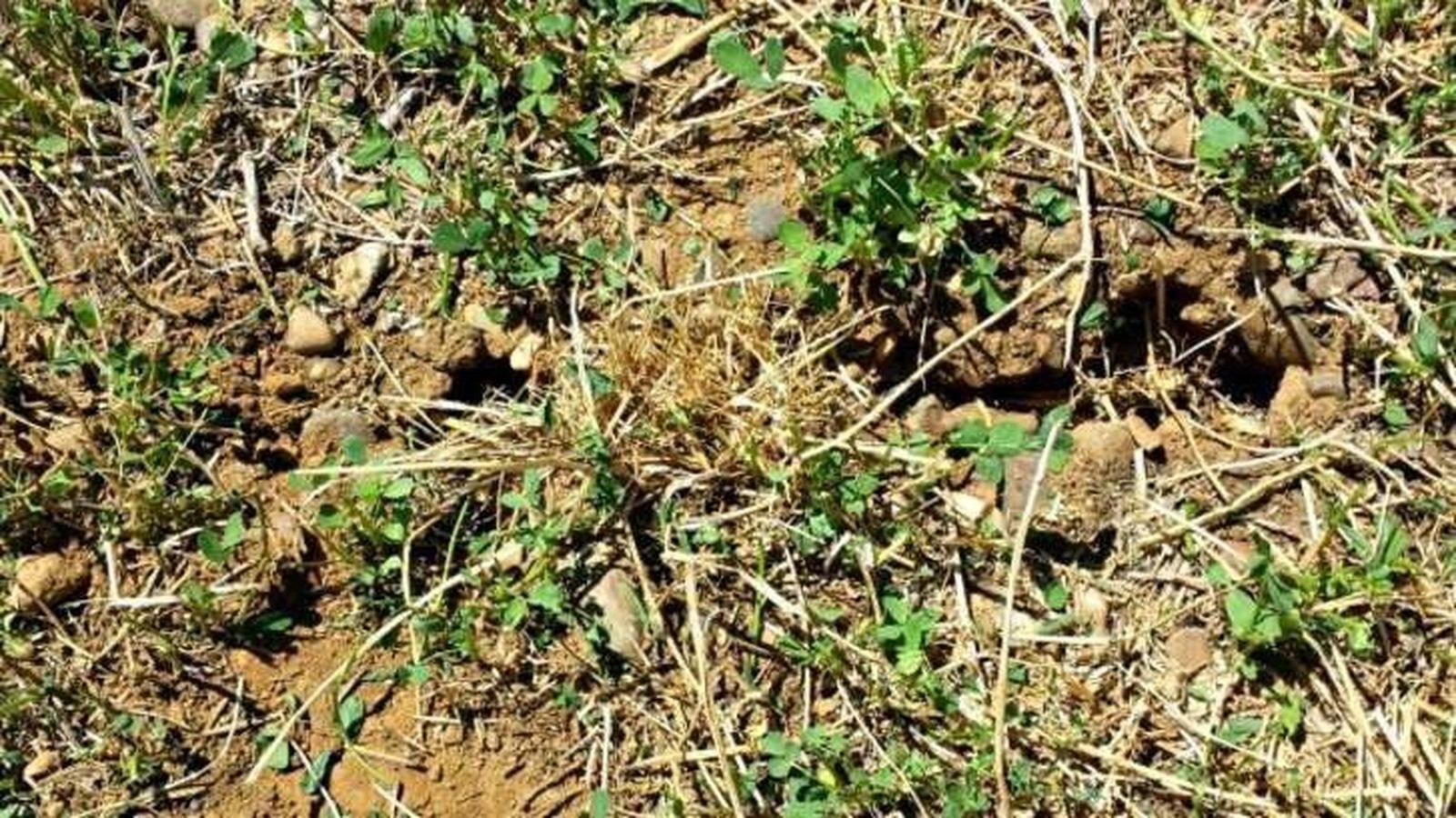 Proliferación de topillos. Archivo