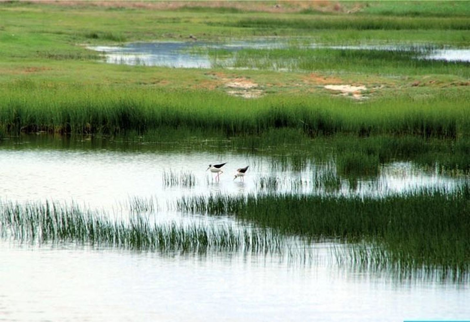 Seo/BirdLife advierte de la degradación de siete parajes de la región aunque ninguno en Zamora