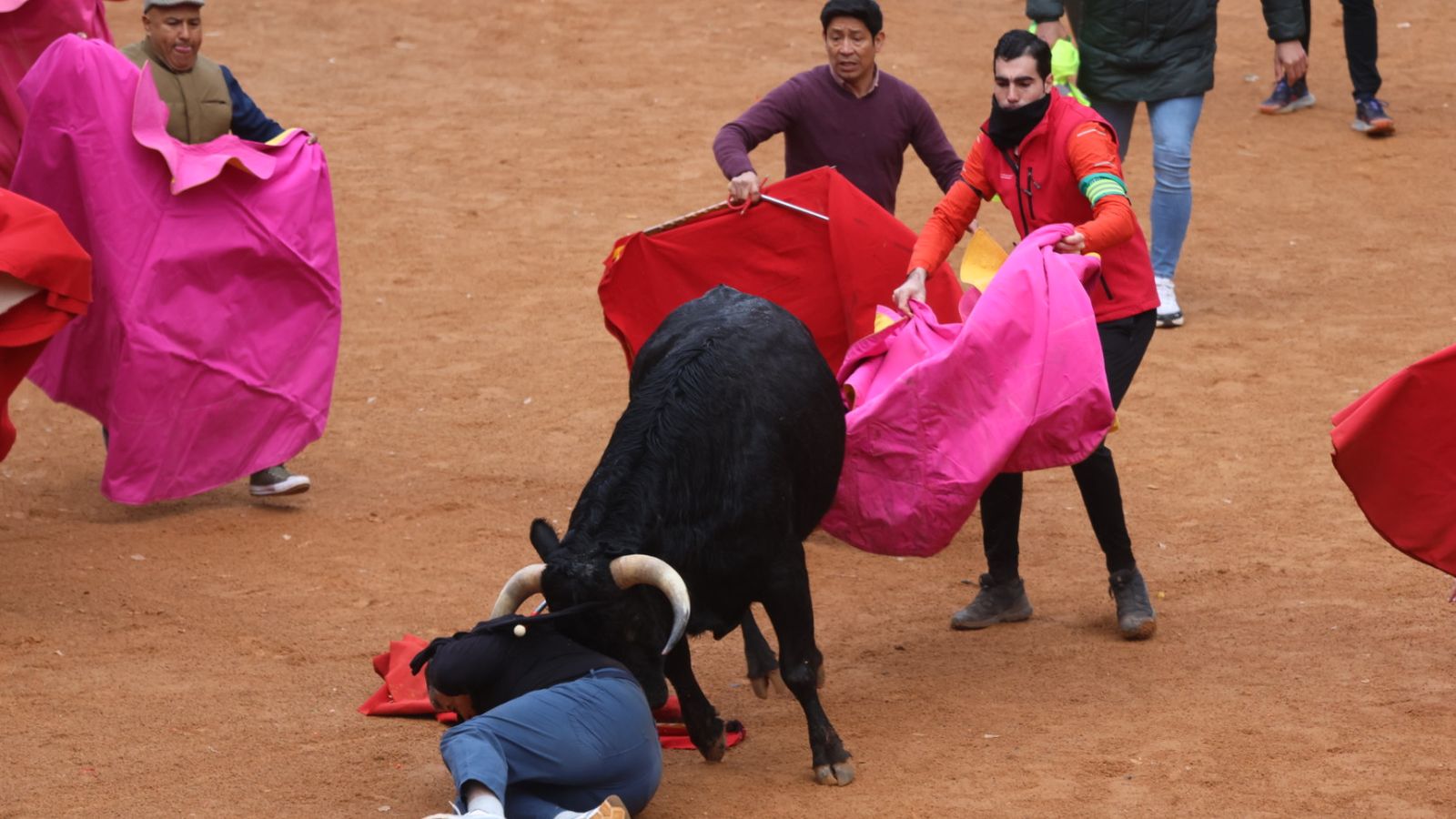 Capea de domingo en el Carnaval del Toro 2026 de Ciudad Rodrigo