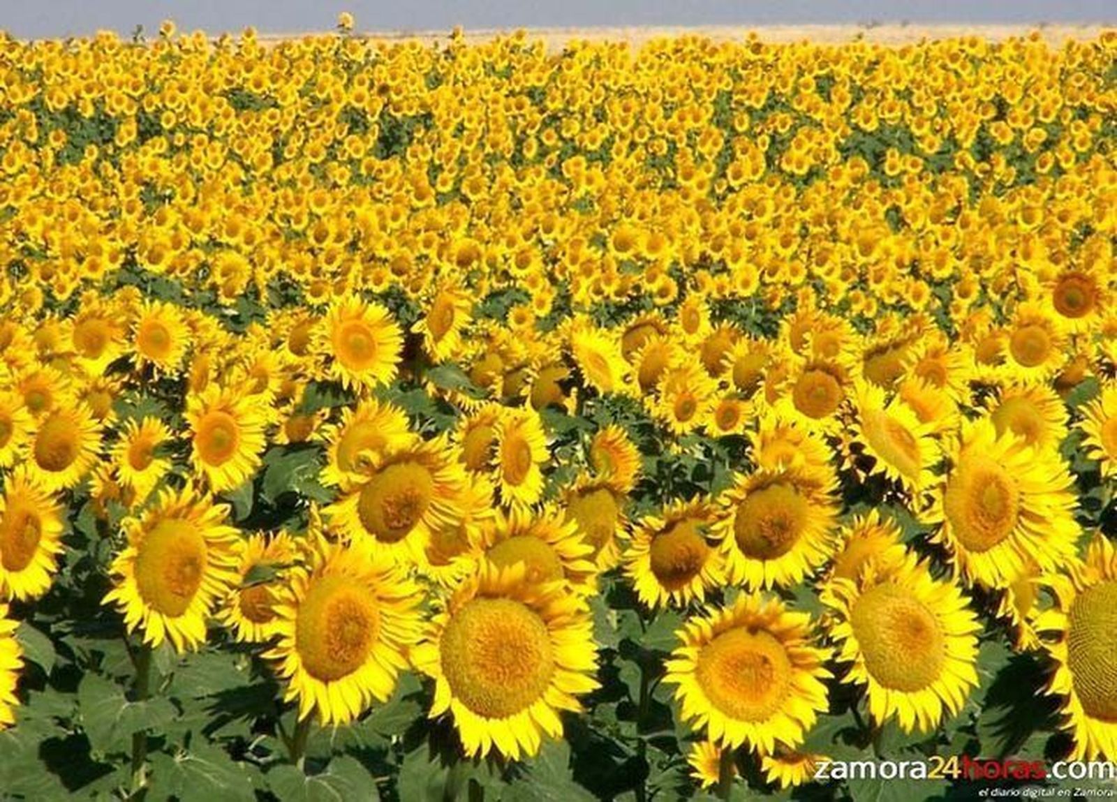 Zamora tiene dos de las cinco plantas de Castilla y León de producción de biocombustible líquido para biocarburantes Zamora tiene dos de las cinco plantas de Castilla y León de producción de biocombustible líquido para biocarburantes