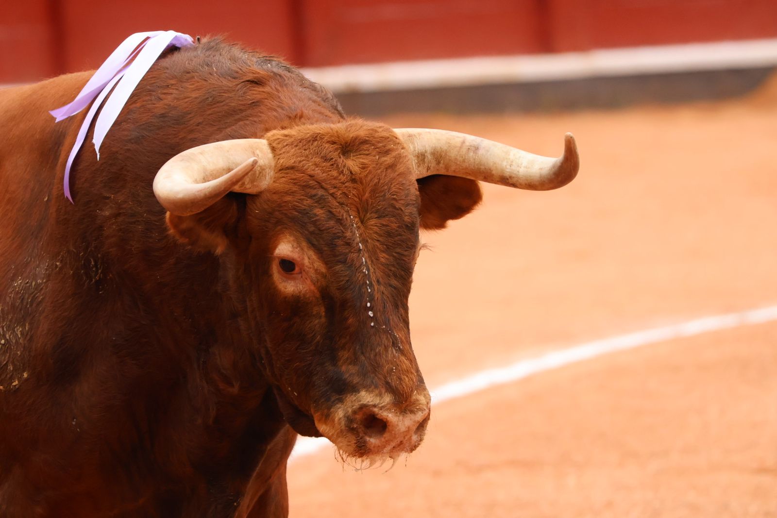 Ismael Martín, Marco Pérez y el aclamado regreso de Morante de la Puebla: su paso por La Glorieta en imágenes