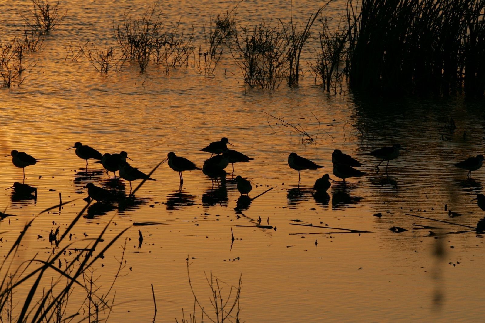 Imagen de aves en las lagunas de Villafáfila