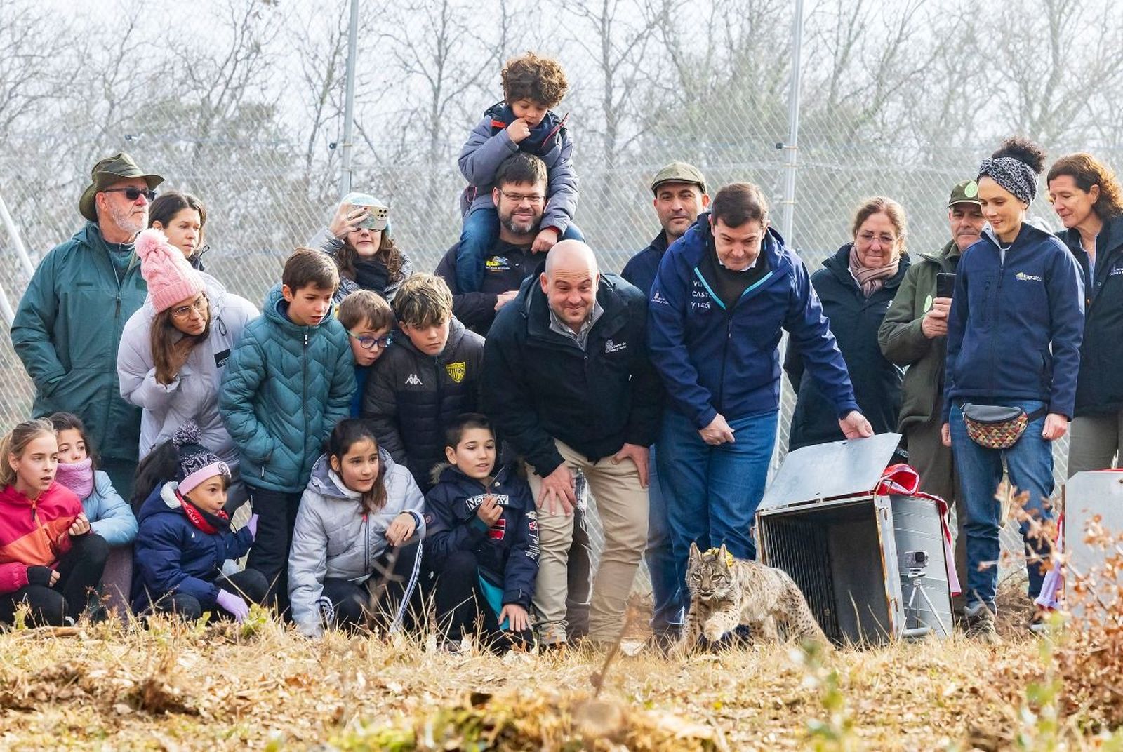Imagen de la suelta de un ejemplar de lince en Palencia