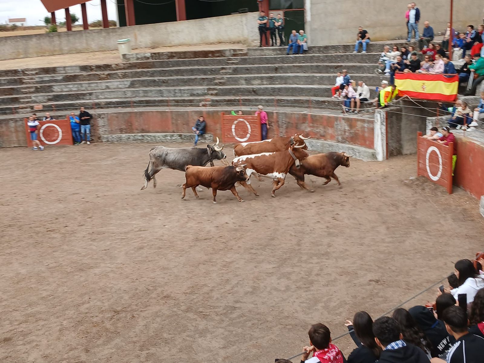 Encierro de novillos en Pereña